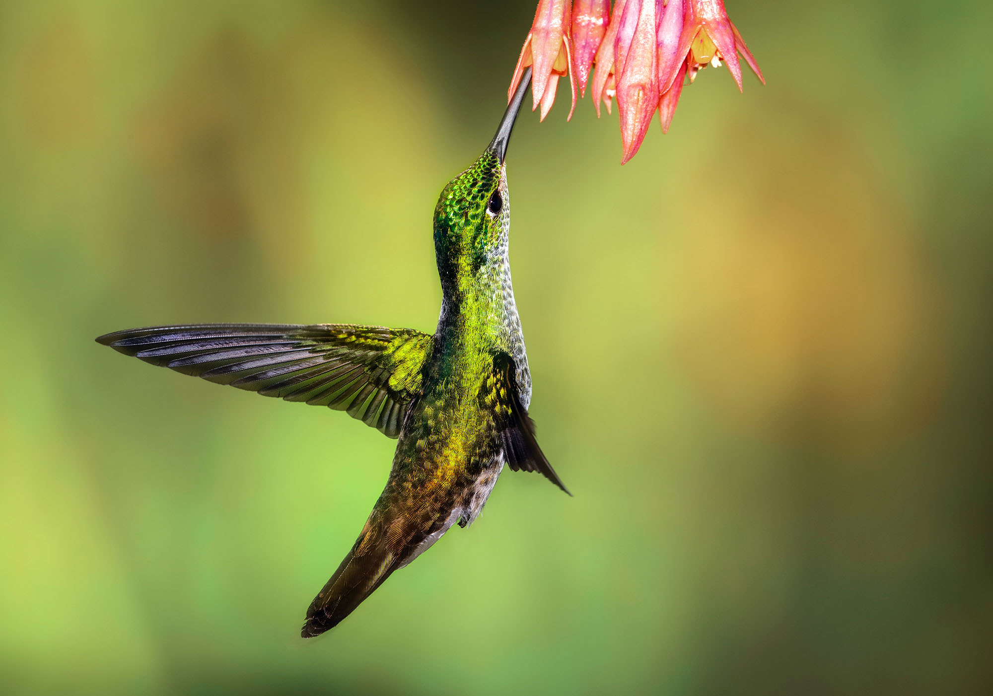 Colibri (Equateur)