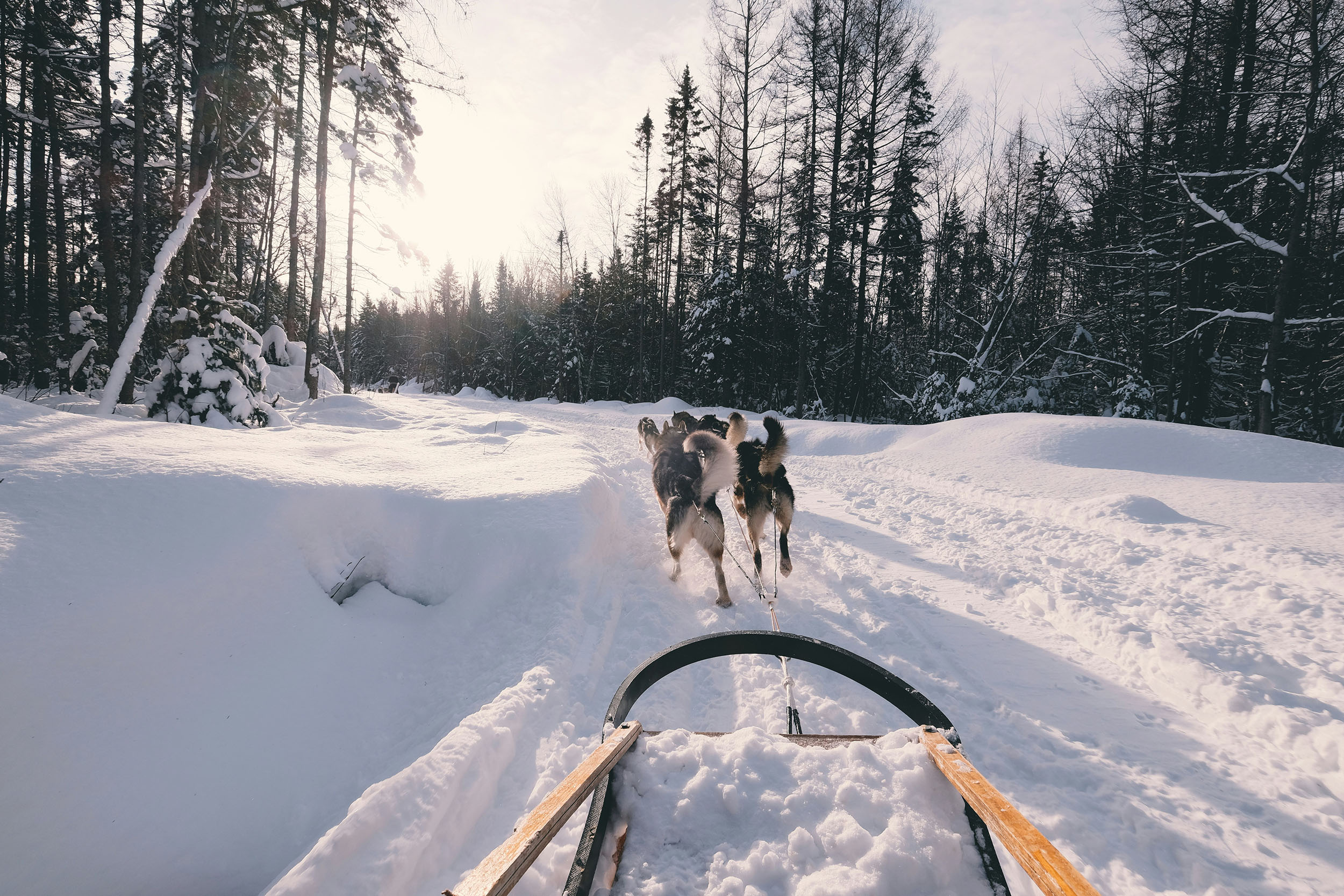 Canada Hiver - traineau à chien.jpg