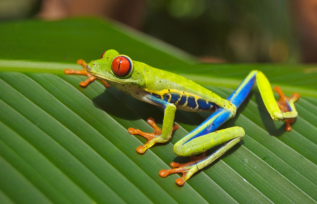 rainette aux yeux rouges emblème du Costa Rica.jpg