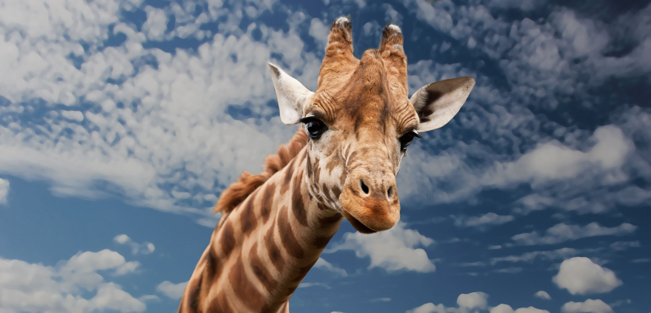 Girafe.jpg