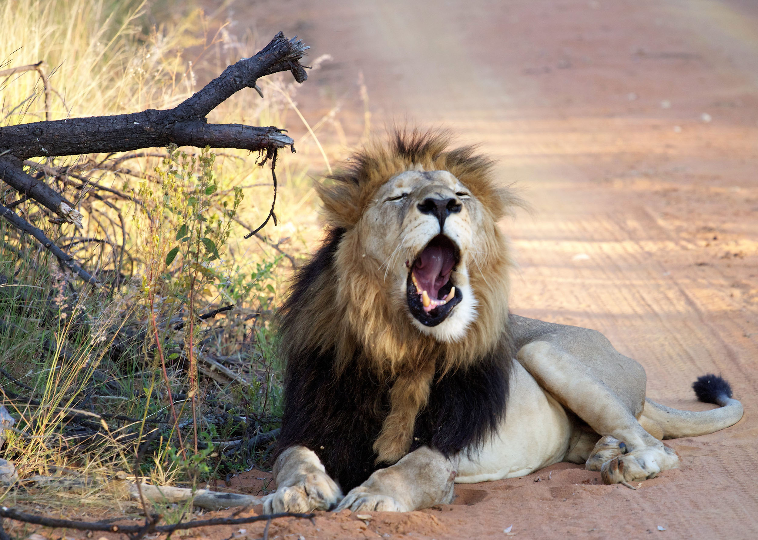 Lion qui baille.jpg
