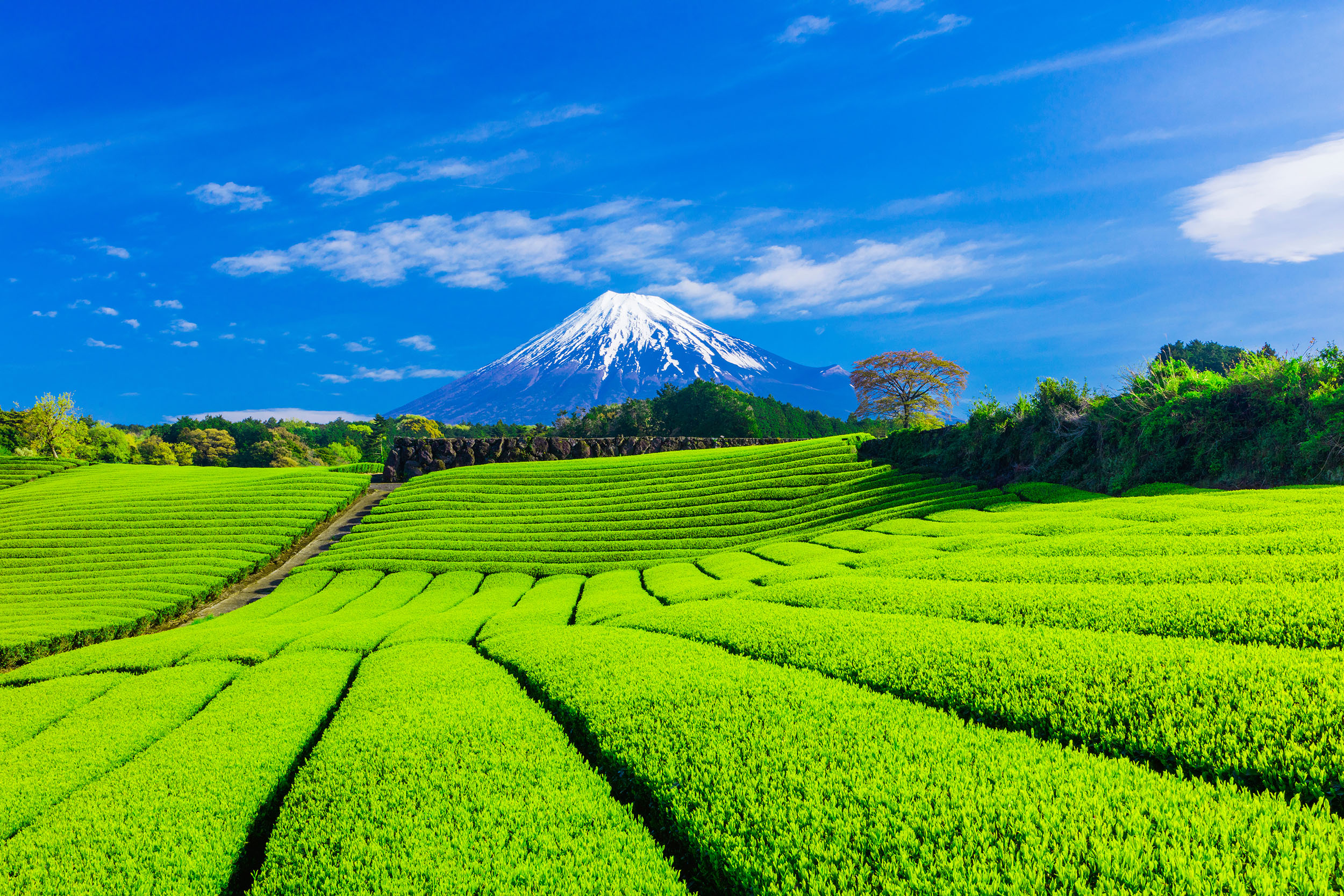 Mont Fuji & plantation de thé.jpeg