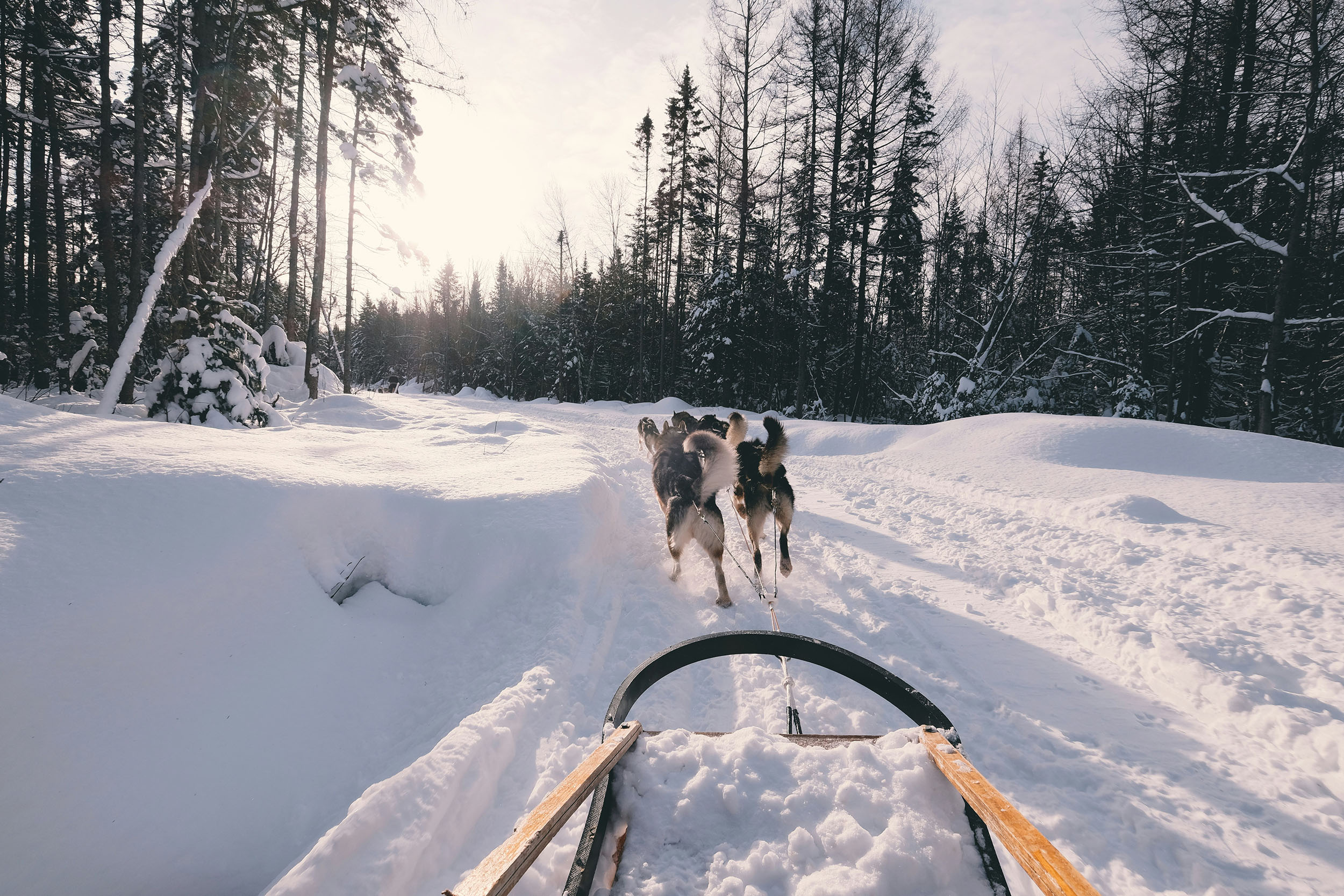 Balade en traîneau à chiens.jpg