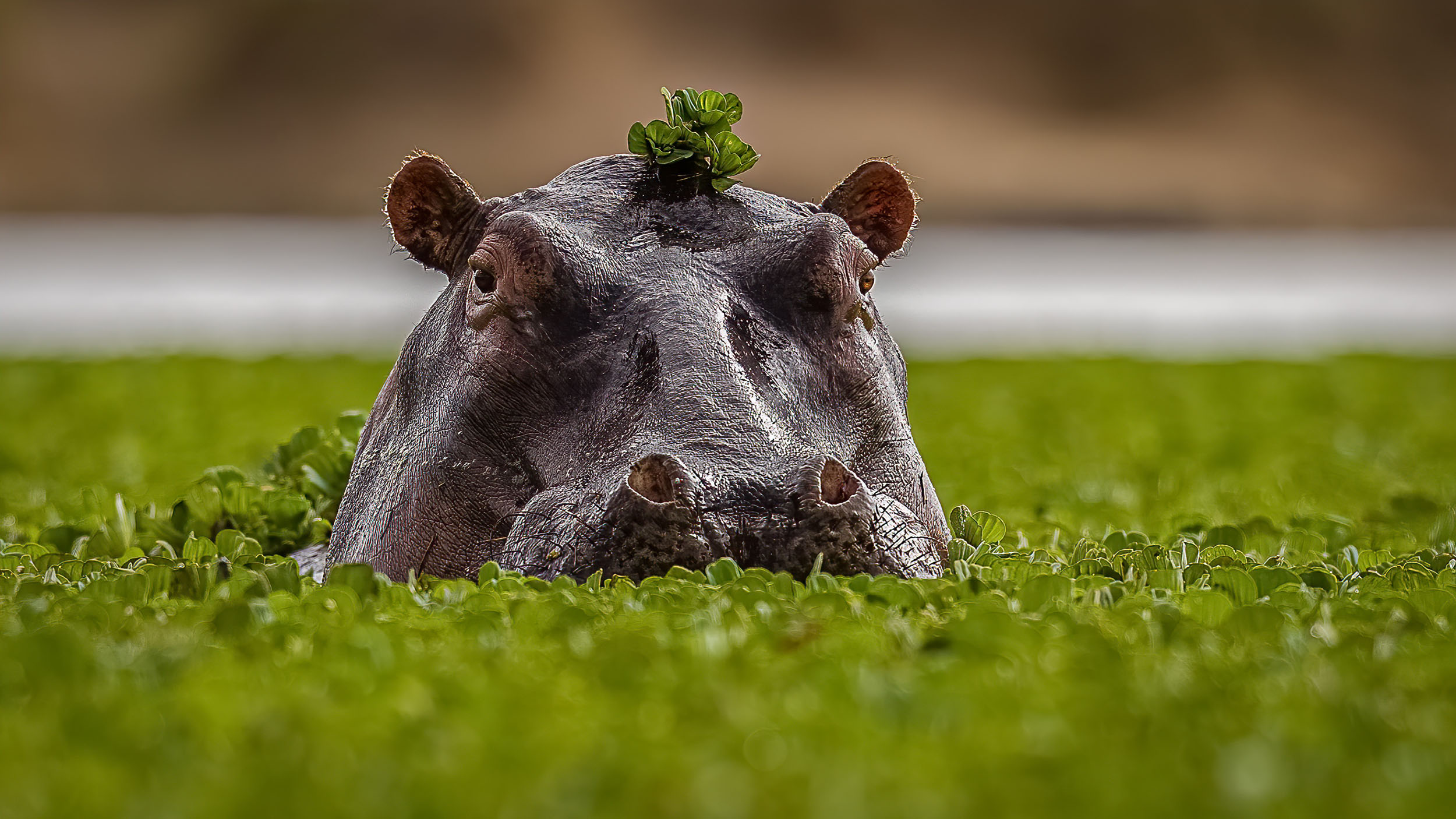 Serengeti, hippopotame.jpeg