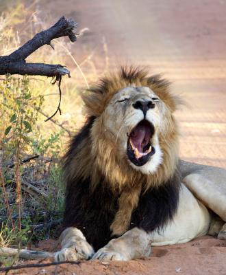 Afrique du Sud